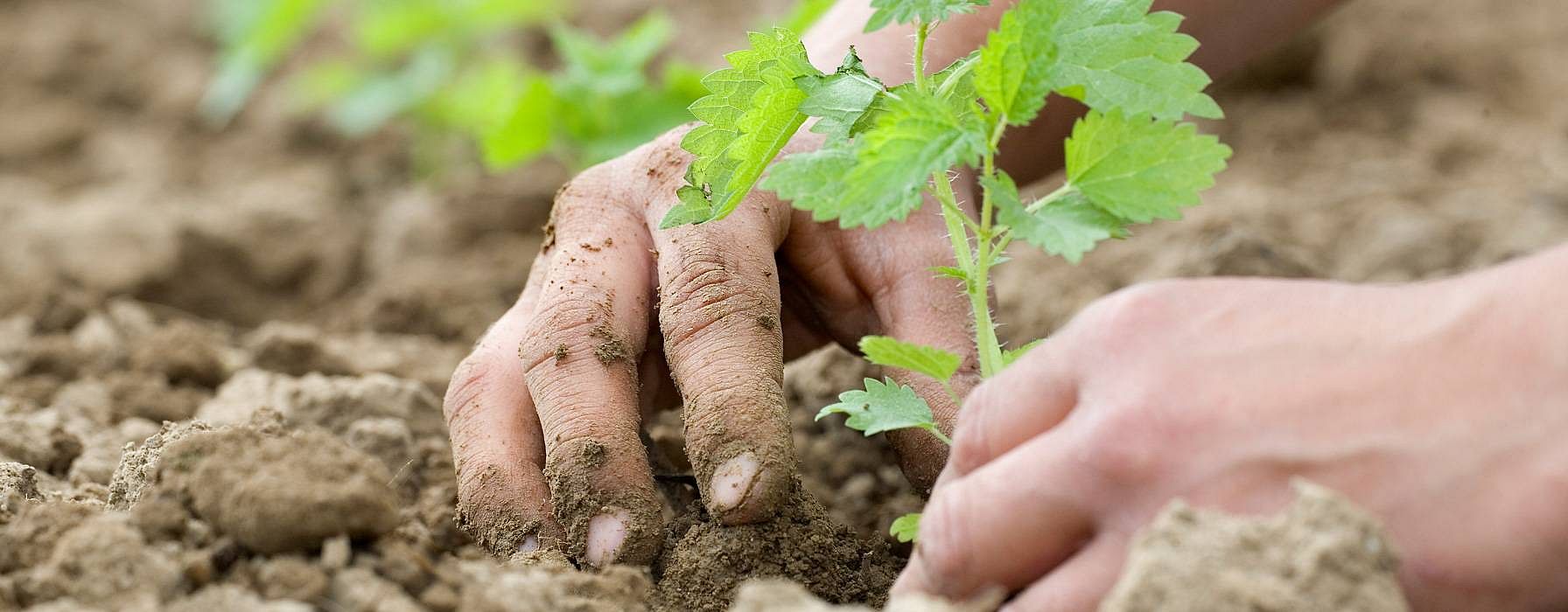 bördig jord tack vare biodynamisk odling