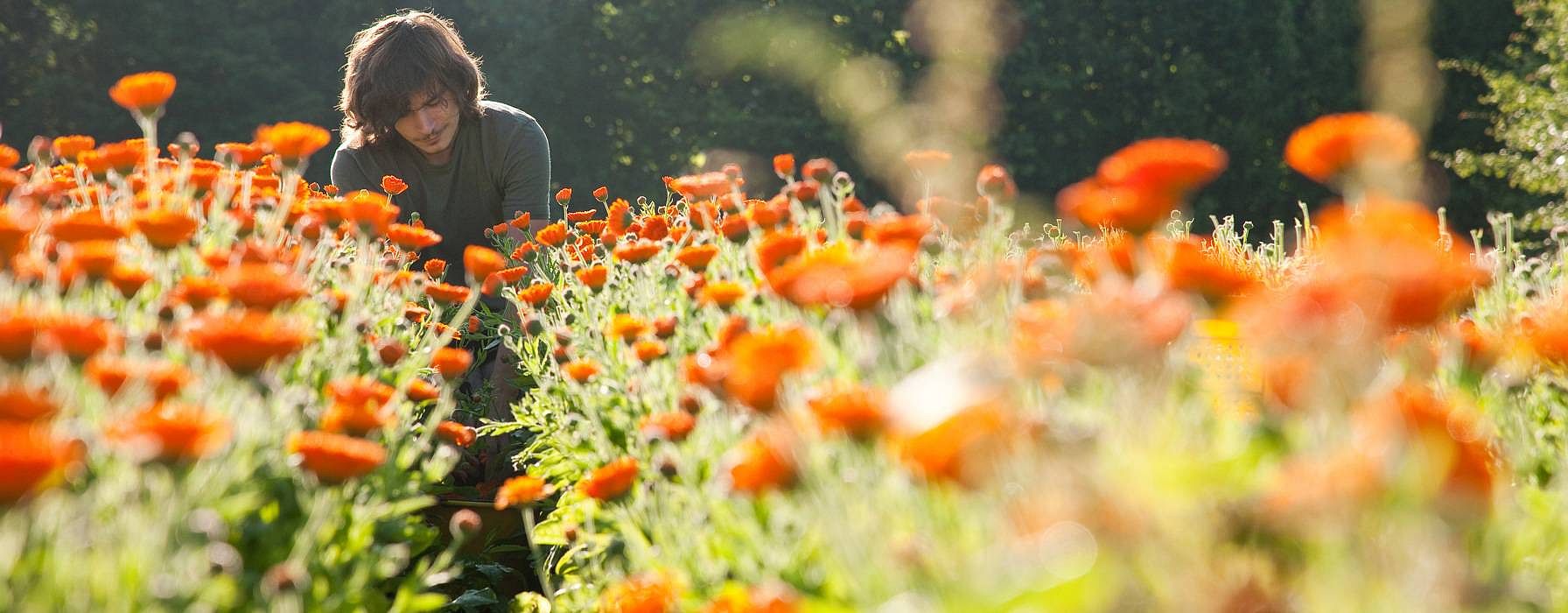 Fält med ringblommor