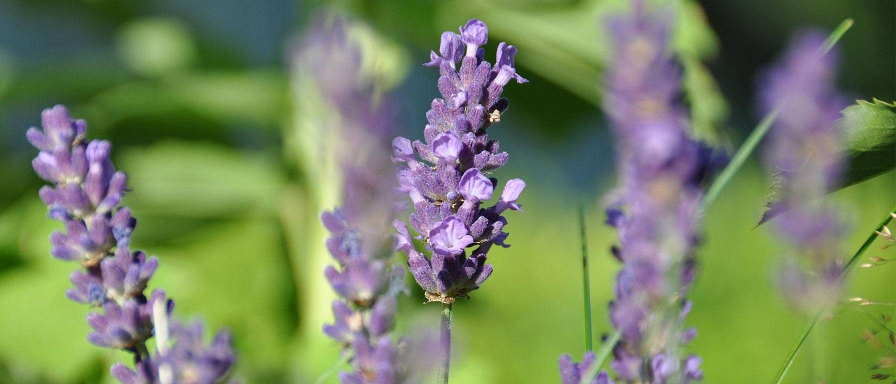 Närbild på lavendel blomma