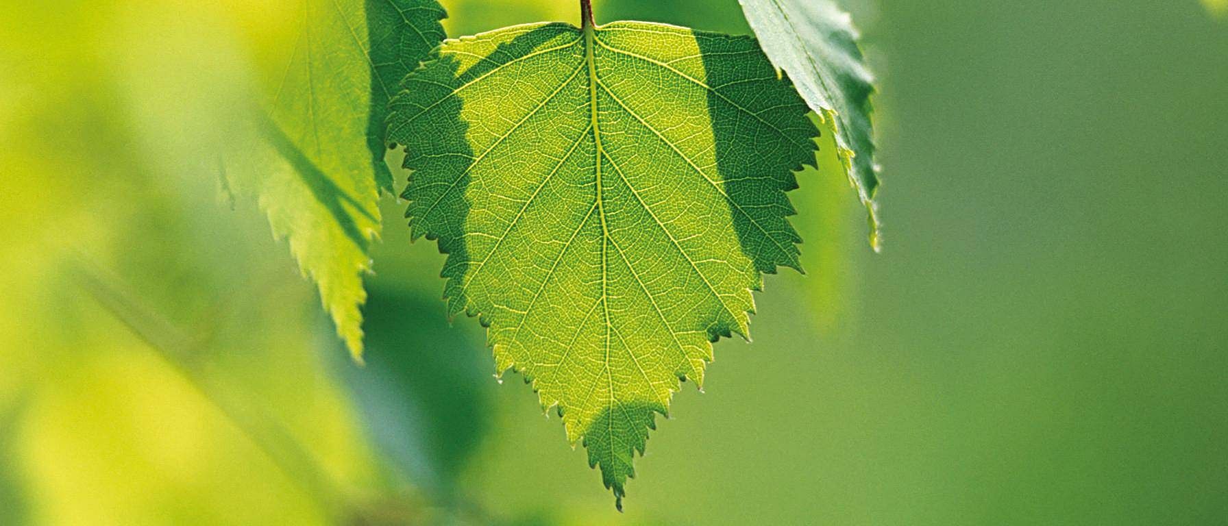 Birch - Känd för sina renande och utrensade egenskaper