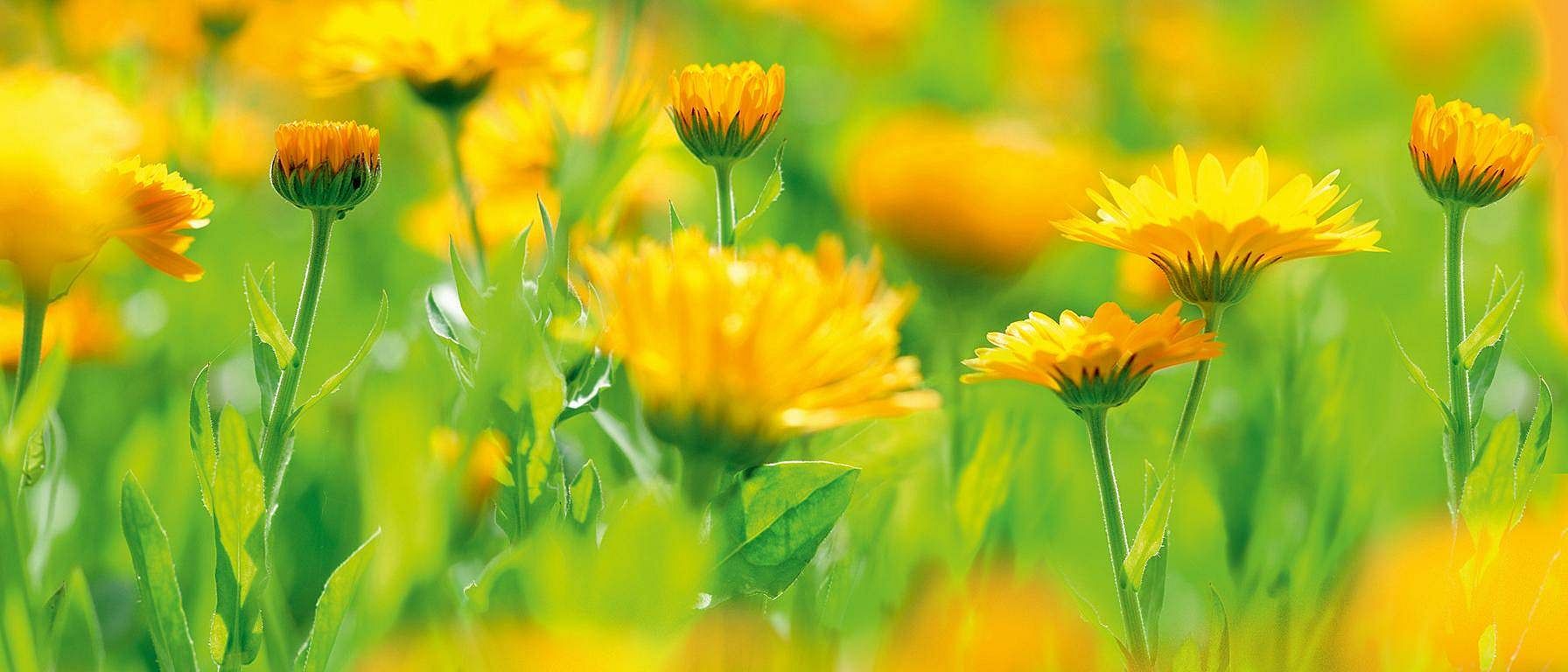 Ringblommor
