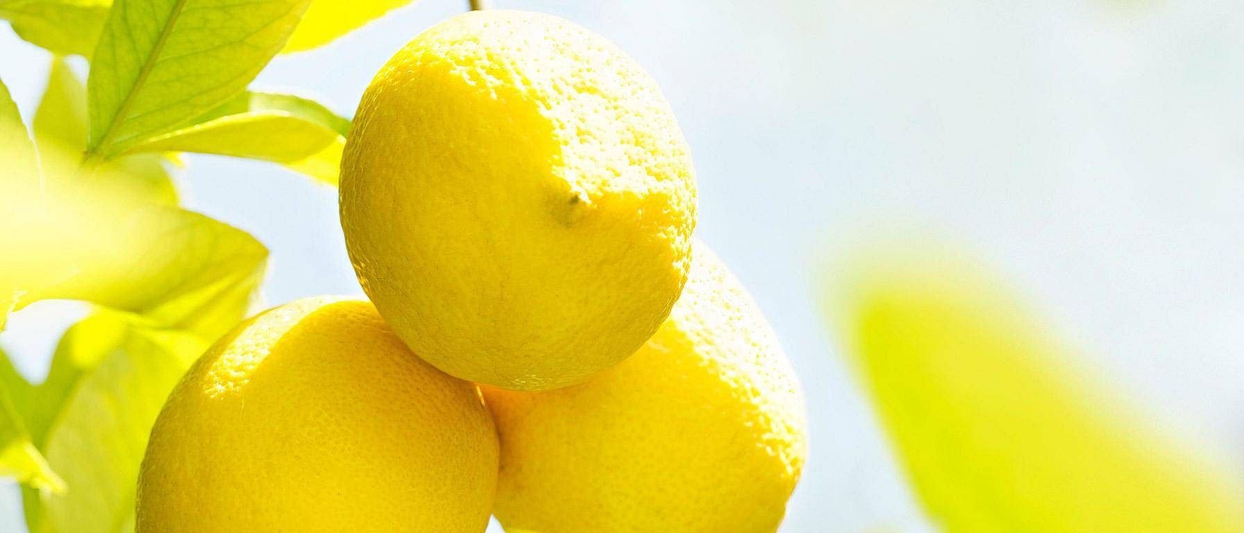 Närbild på citroner i klase