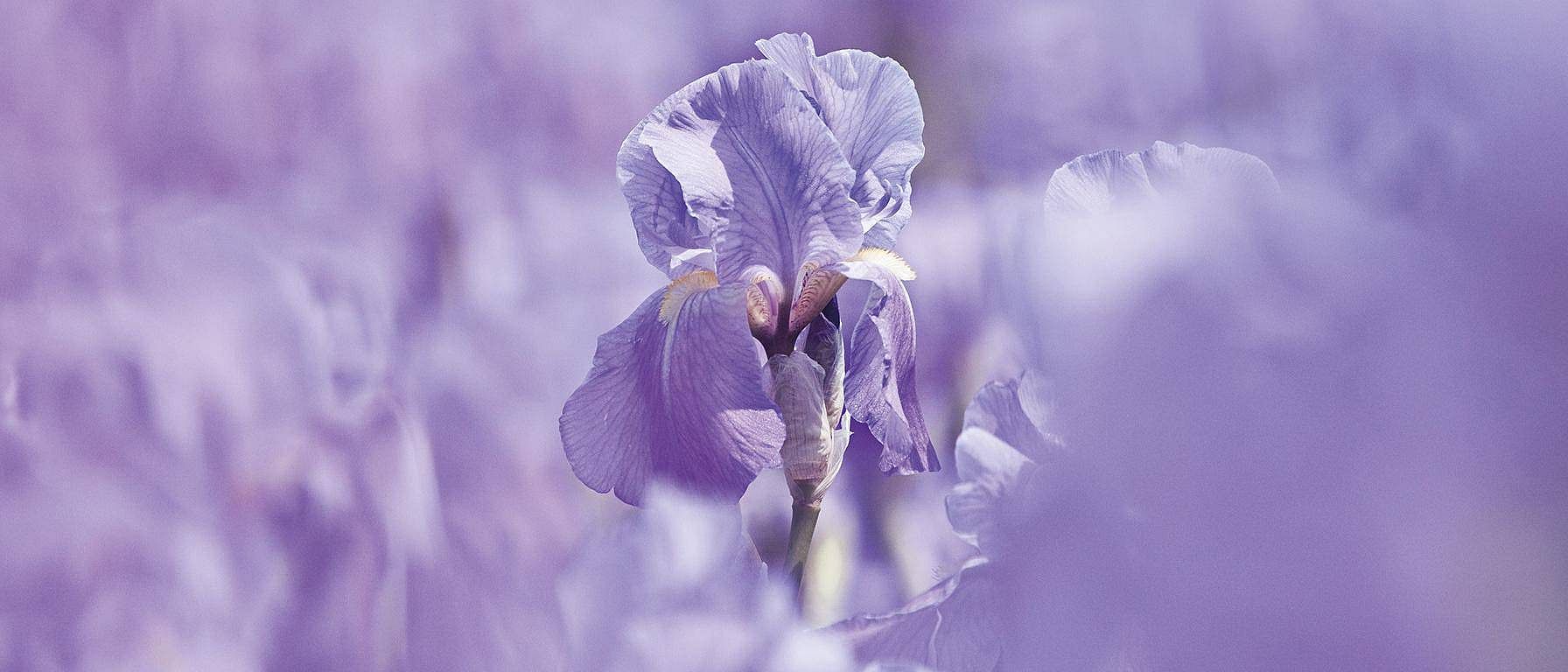 Närbild på Irisblomma