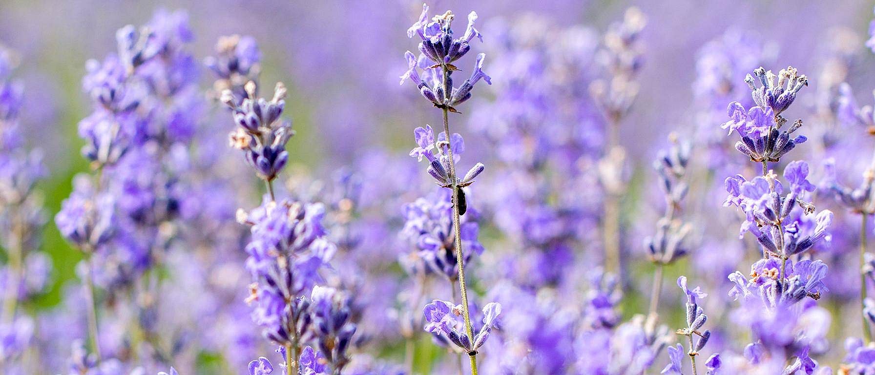 Lavendelblomma
