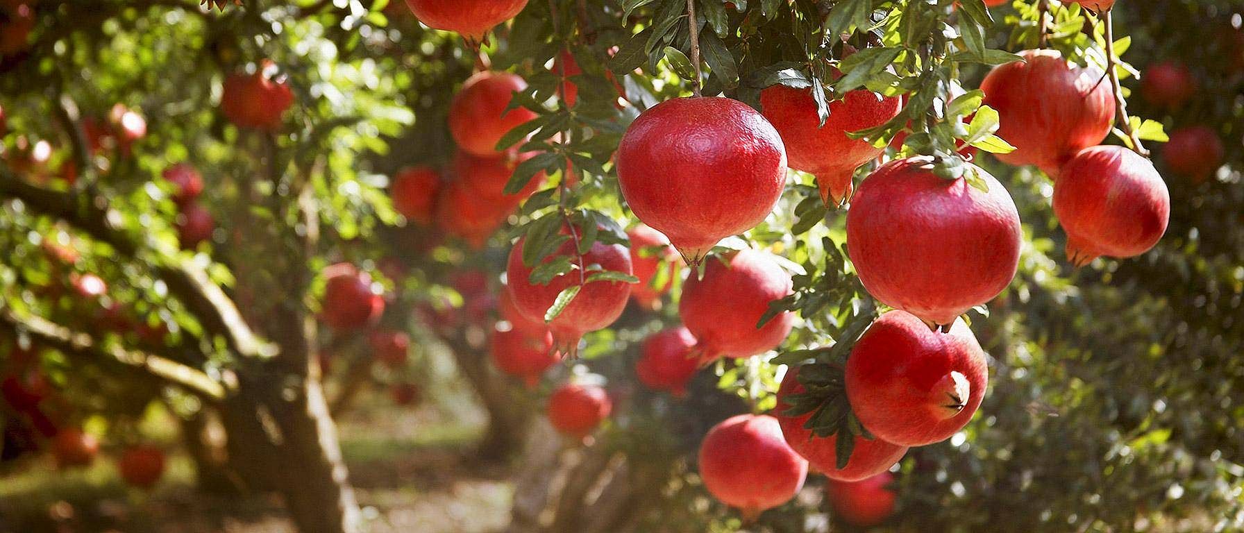 Granatäpple