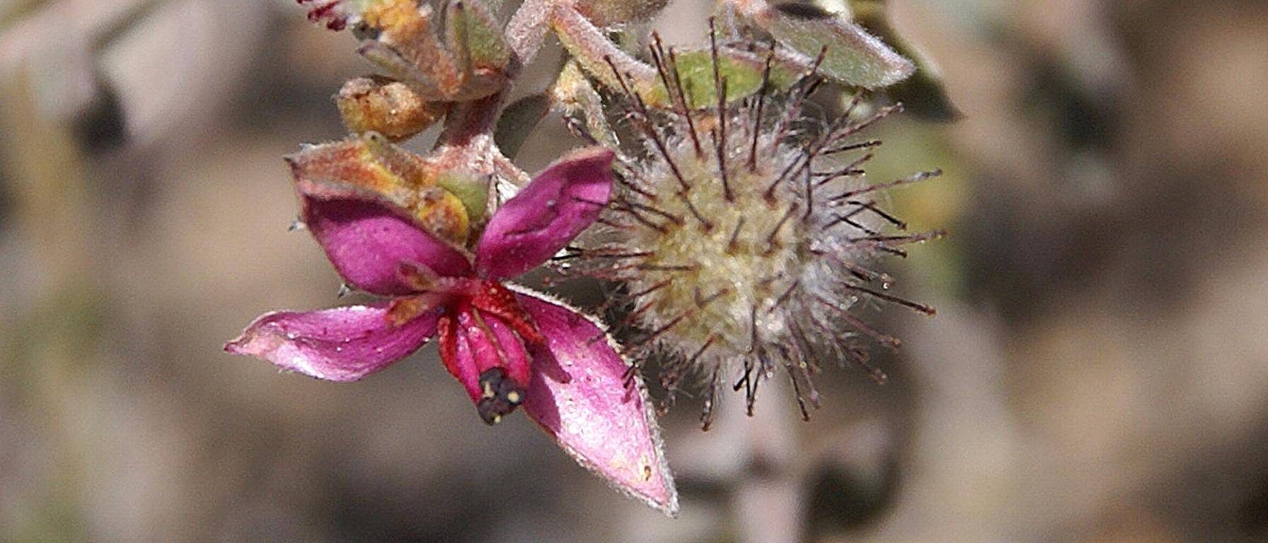 Ratanhia blomma