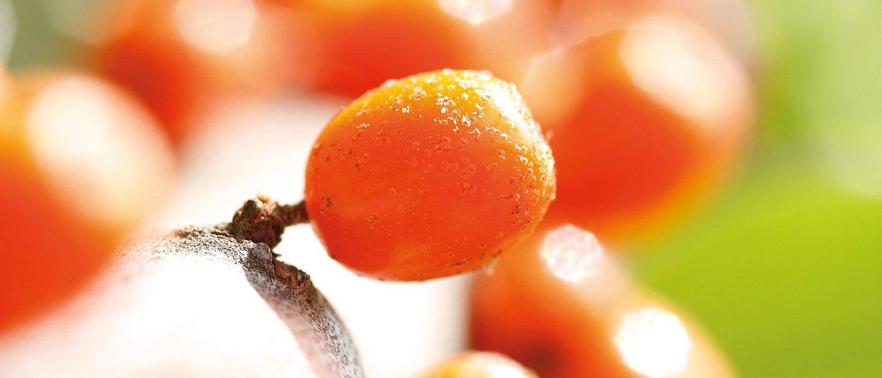 Sea Buckthorn i närbild