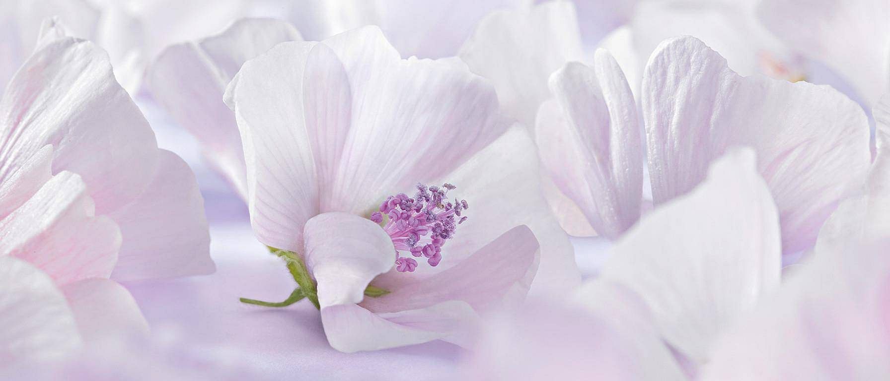 White Mallow blomma i närbild