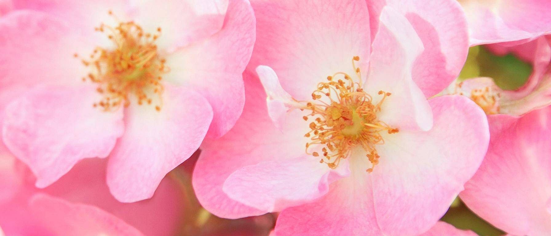 Wild Rose blomma i närbild