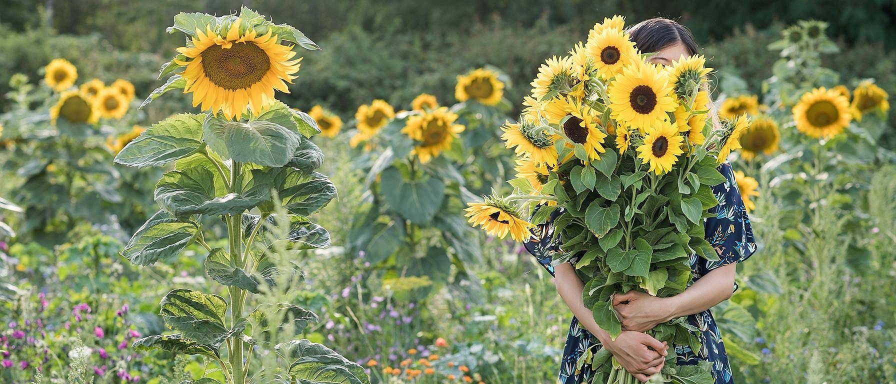 Solros fält