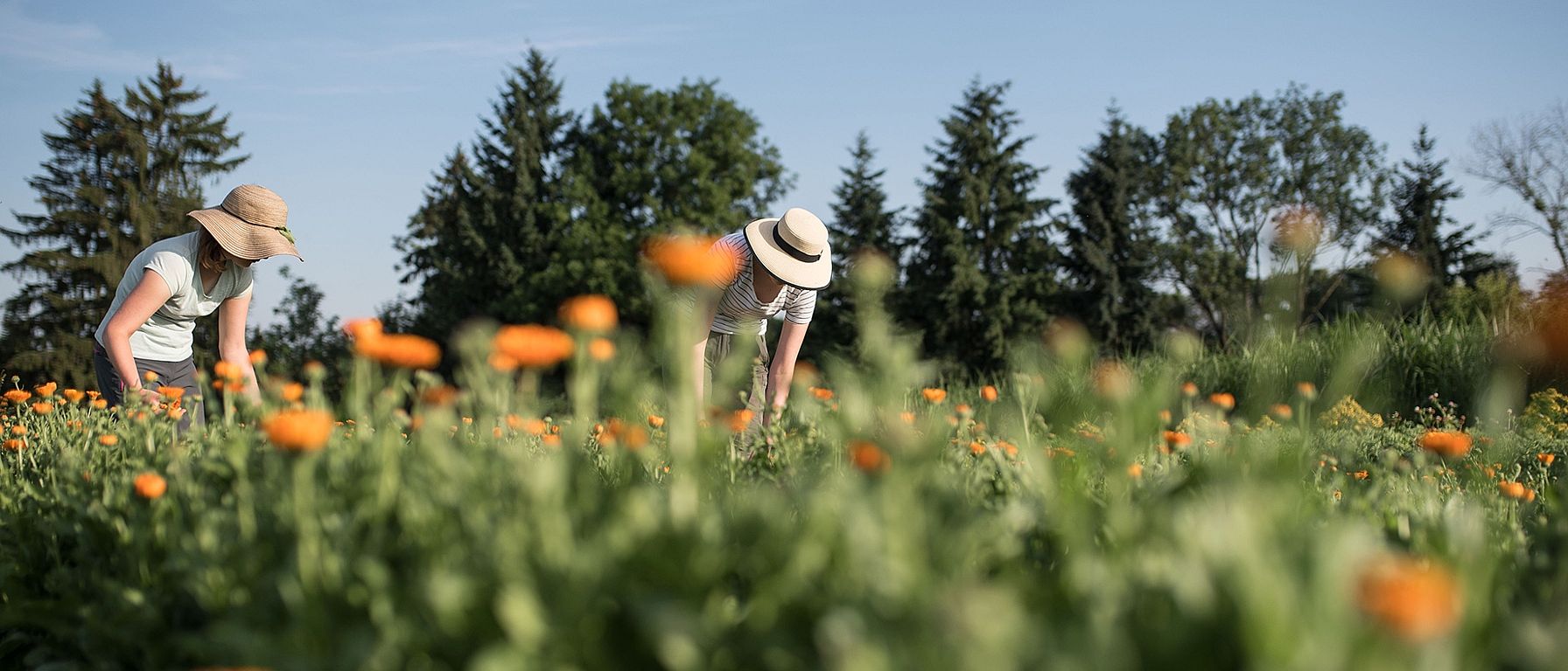 Skördning av calendula
