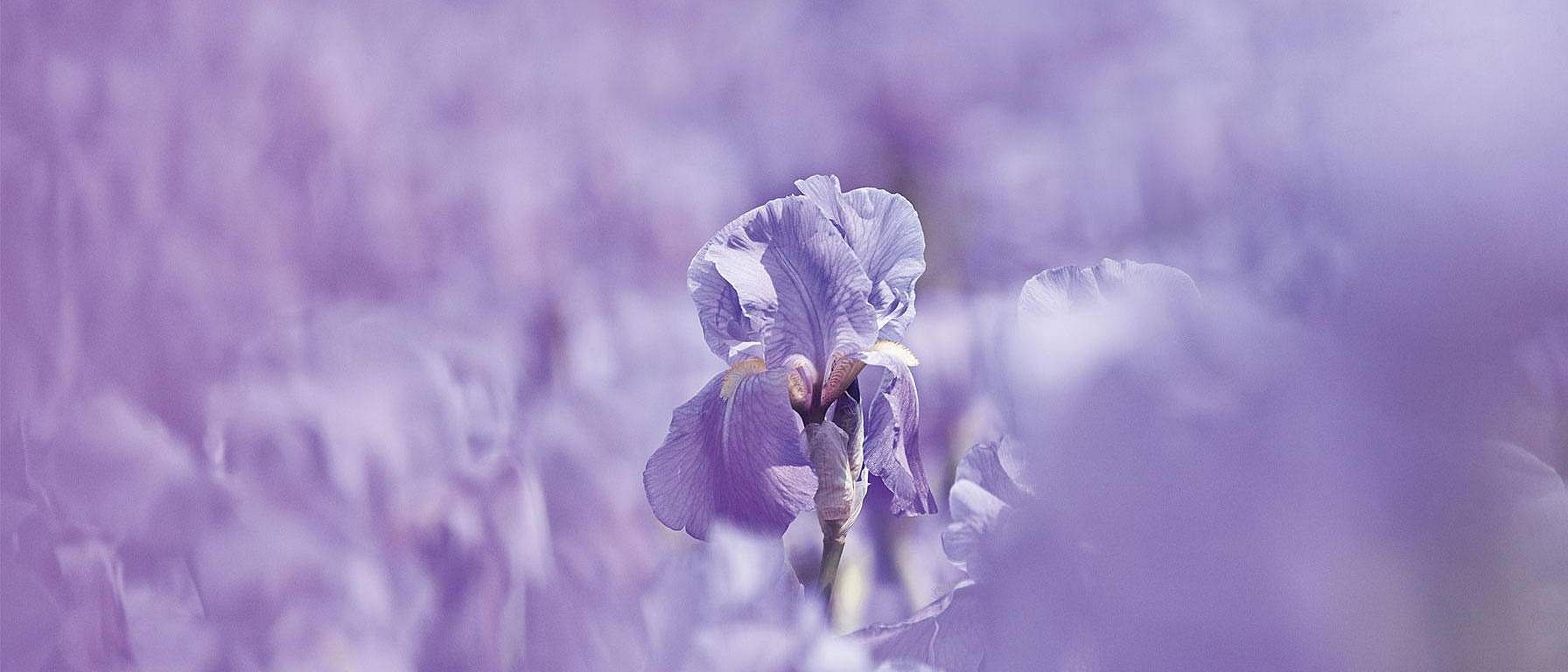 Lila blomma i närbild