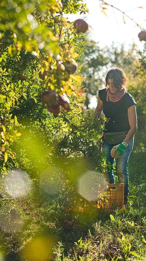 Suddig bild på granäpple fält