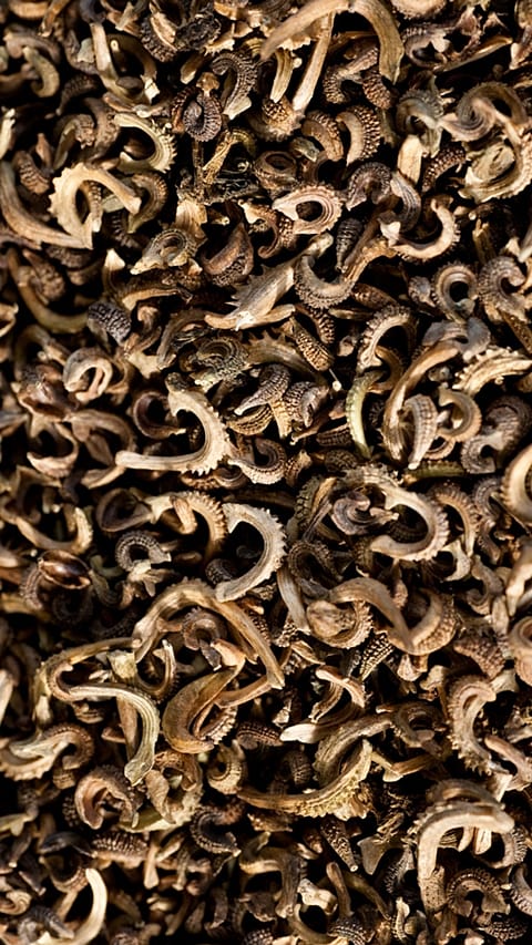 Torkade ringblommor