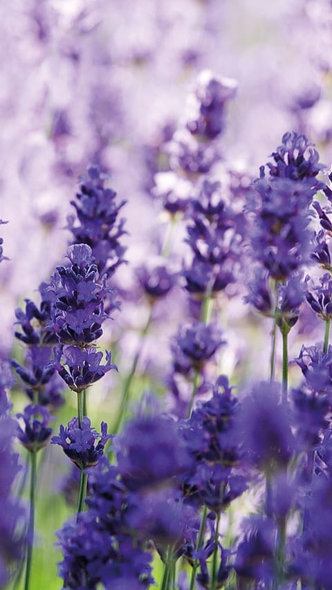 Lavendel flower