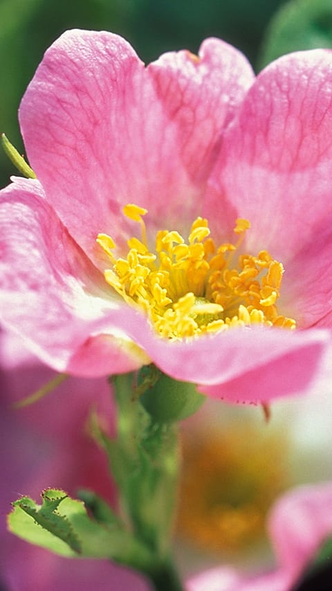 pink flower