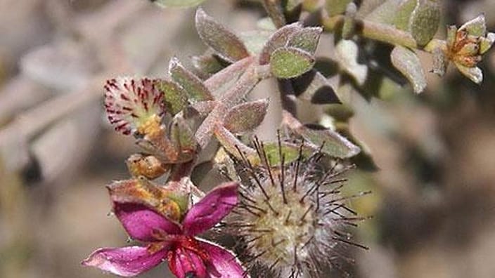 Ratanhia växt