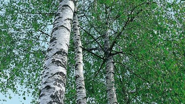 Birch träd