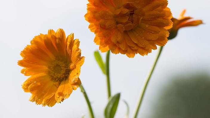 närbild på ringblommor