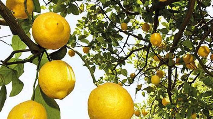 Citroner hängade i träd