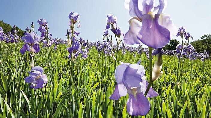 Irisblomma på fält