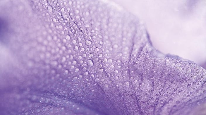 Väldig närbil på Irisblommans blad