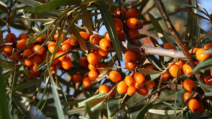 Sea Buckthorn bär