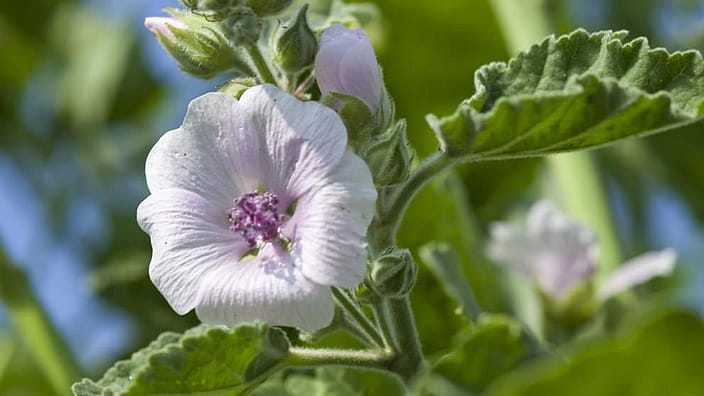 White Mallow blomma