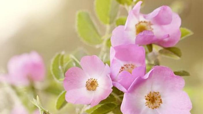 Wild Rose blomma