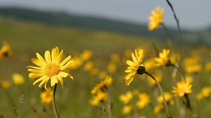 Fält med gula blommor