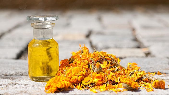 Calendula blomma