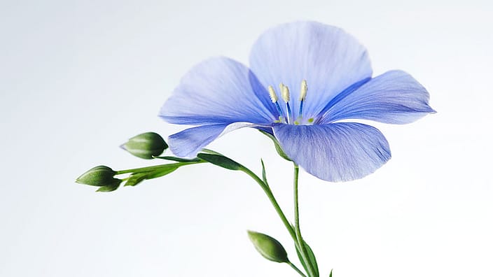 flax flower