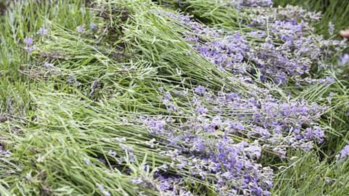 Lavendel blommor