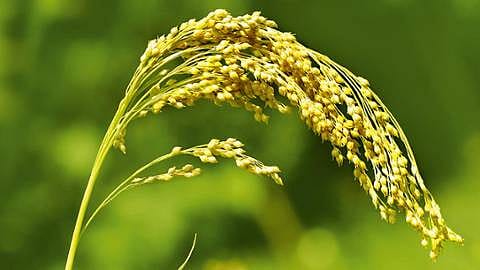 Millet