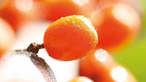 Sea Buckthorn i närbild