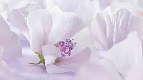 White Mallow blomma i närbild