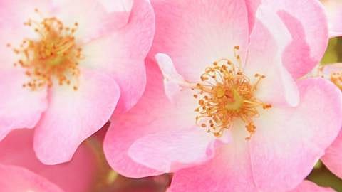 Wild Rose blomma i närbild