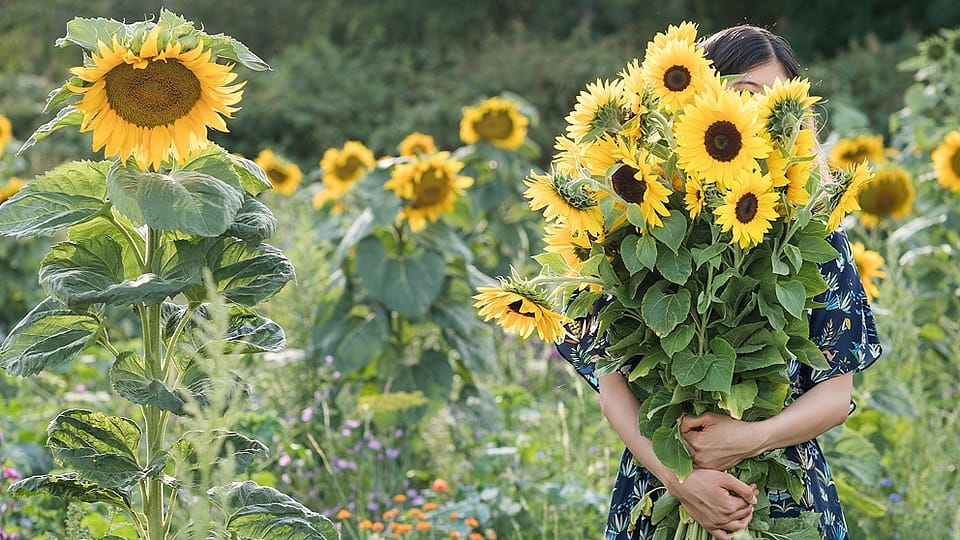 Solros fält