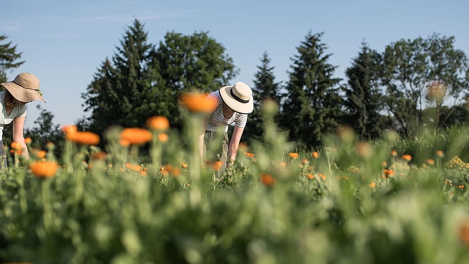 Skördning av calendula