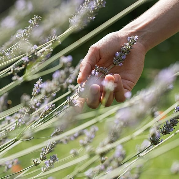 Hand som håller lavendel