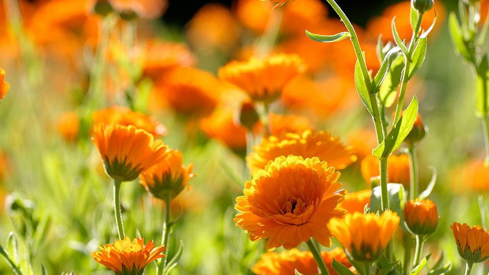 Calendula blomma