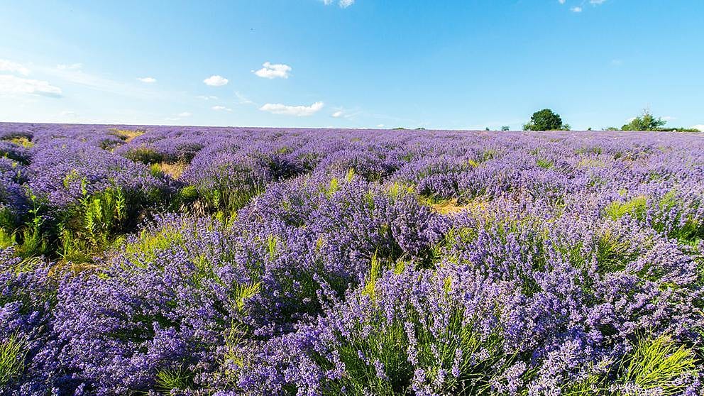 Lavendel från Moldavien