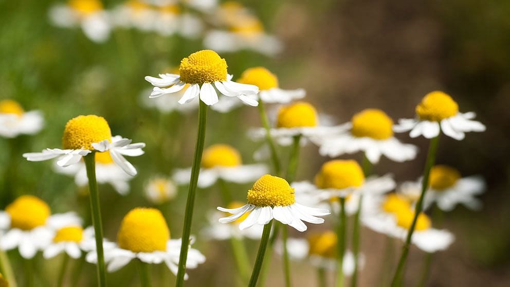 Kamomill blomma