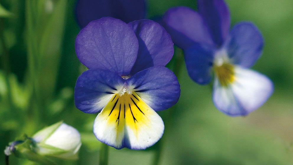 Styvmorsviol blomma