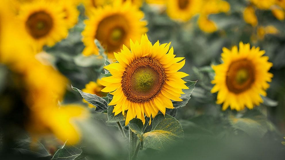 Solrosor